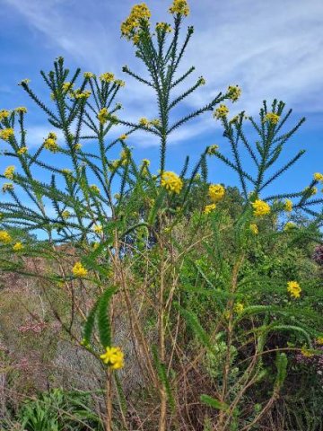 Euryops virgineus tall branches